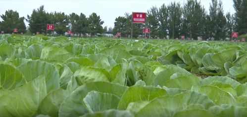 精准对接,畅通本地蔬菜 直销路