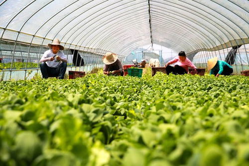 江西峡江 蔬菜种植助农增收