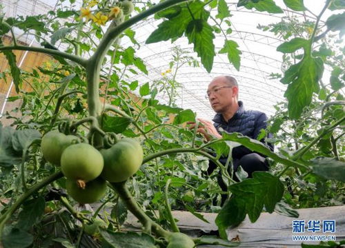 河北抚宁 特色蔬菜种植富农家