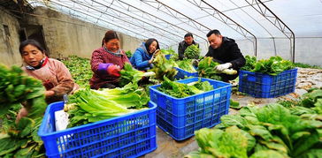 湖南蔬菜零售均价持续小涨