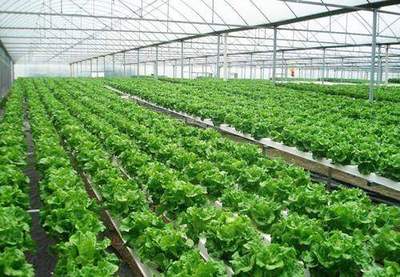农民可以在自己的耕地上建种植蔬菜的大棚吗?合法吗?