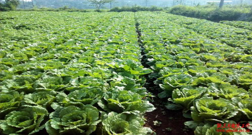丹寨县龙泉镇产业稳步发展,马寨村蔬菜种植喜获丰收