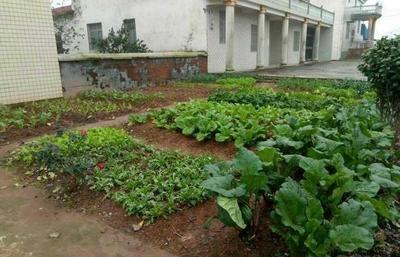 深圳市区繁华无比,寸土寸金,郊区却散布着不少蔬菜种植点