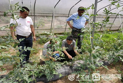 滨州市农业农村局专家组对奉节县蔬菜种植开展技术指导