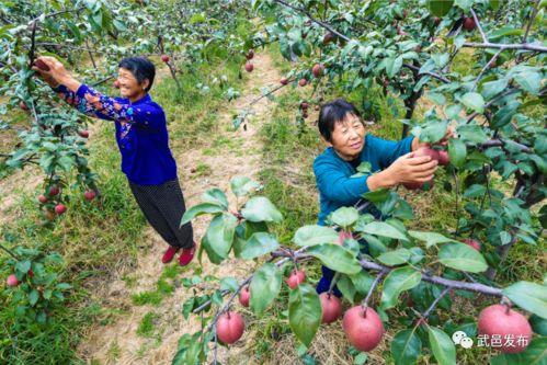 绘就脱贫画卷 携手共赴小康 武邑县脱贫攻坚纪实