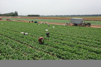 青铜峡冷链物流带来蔬菜种植热效应