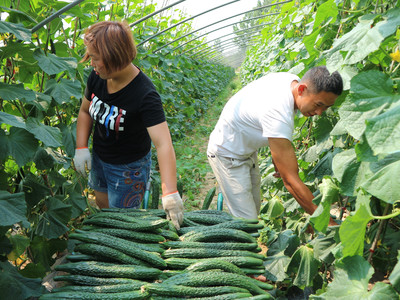 农村夫妻种植一种蔬菜,亩收入高达三万元,每天只能睡觉三个小时