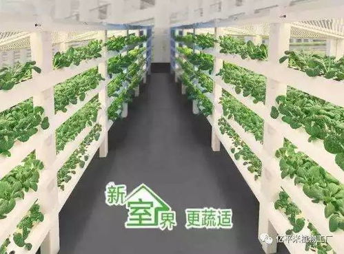 植物工厂的奥妙在哪里