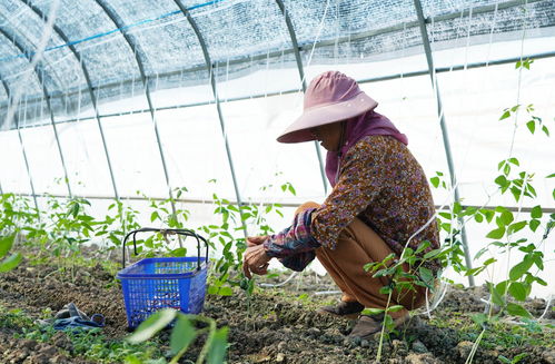 高温下的坚守 扬州菜农挥汗如雨,守护 菜篮子