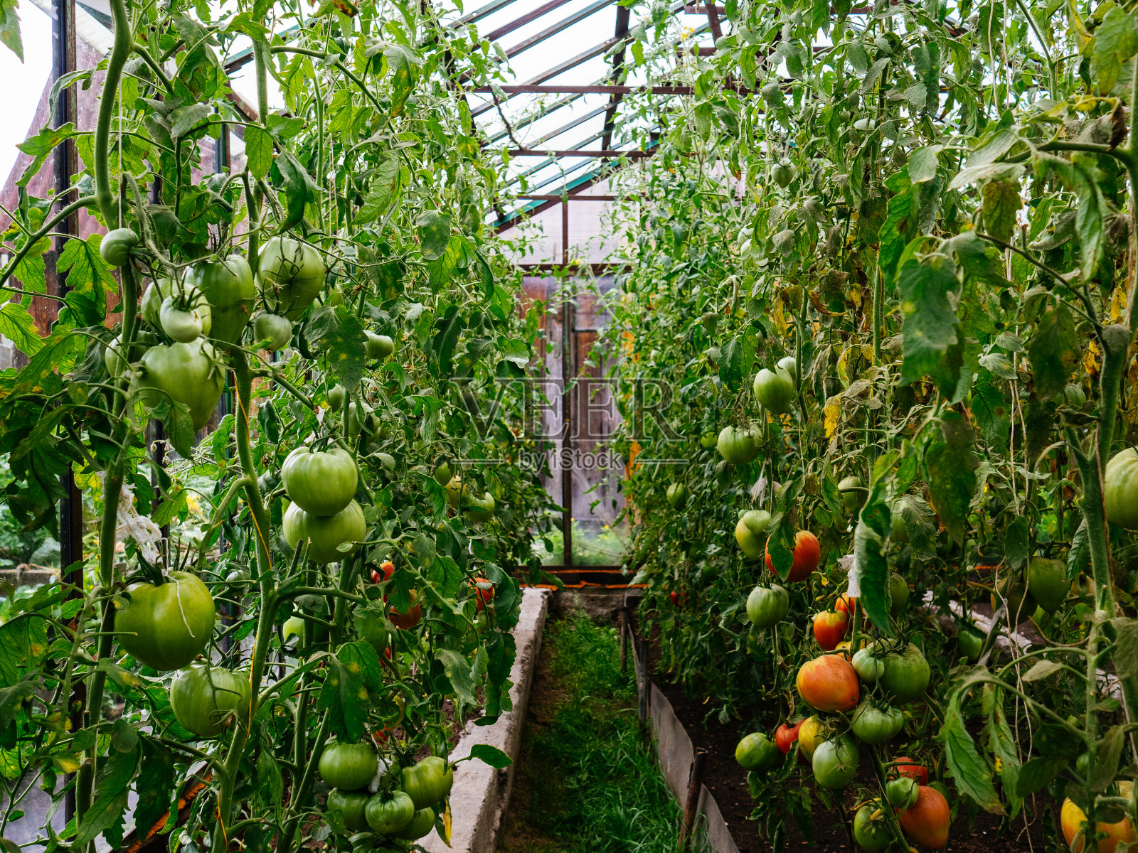 西红柿生长在温室里。种植蔬菜的乡间小屋照片摄影