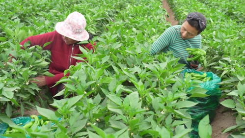 特色蔬菜种植 助农增收有 奔头