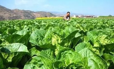 老人说“百菜唯有白菜好”,那什么时候种植的大白菜最好吃呢?