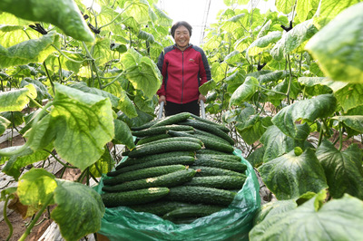 河北乐亭:设施蔬菜丰富京津“菜篮子”